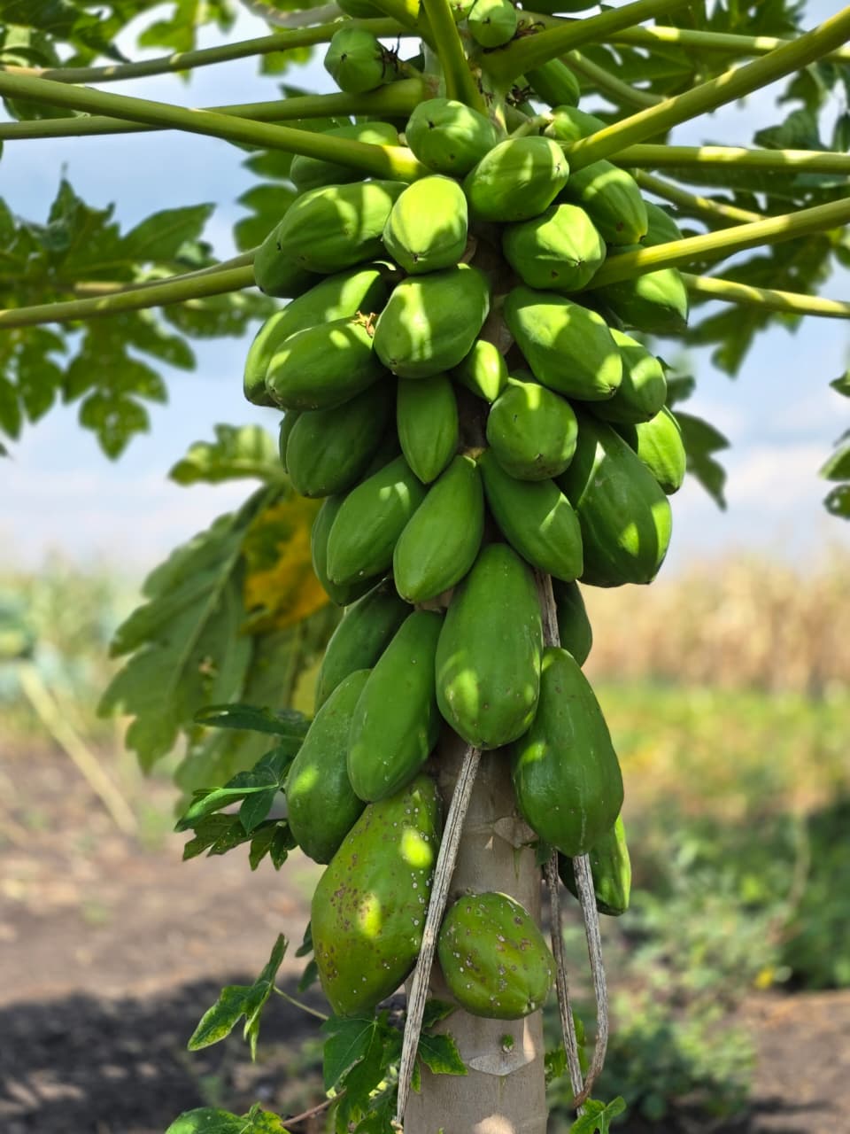 Living Agroecology System on Rusinga Island